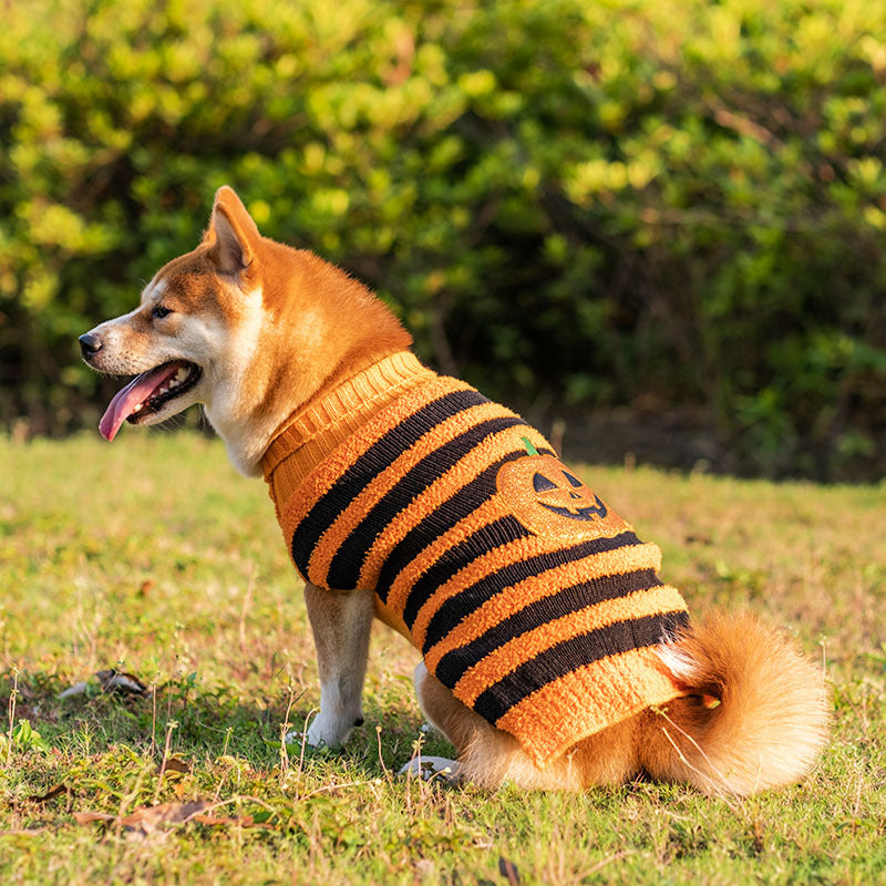 Pumpkin Dog Sweaters