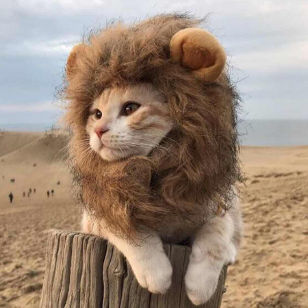 Pet Lion Hair Cap