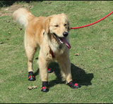 Paw Waterproof Shoes