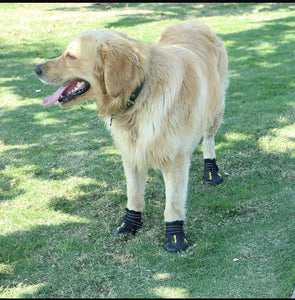 Paw Waterproof Shoes