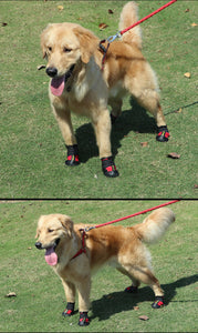 Paw Waterproof Shoes