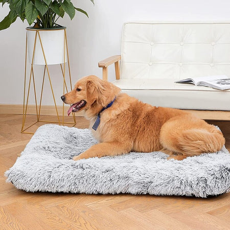 Furry Bed for Furry Friend