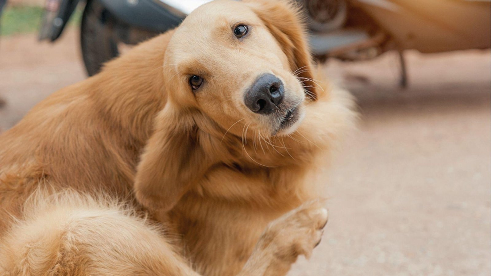 Golden Retriever scratches at head and tilts, classic behavior when dog’s ear is swollen.