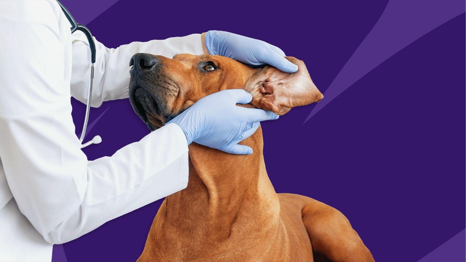 Vet in gloves examines brown dog's ear for infection as dog keeps scratching ear persistently