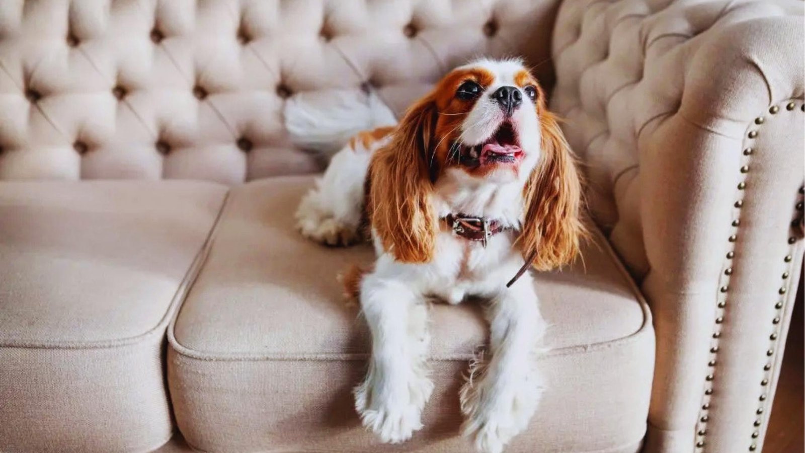 Cavalier King Charles Spaniel with brown and white fur lies on tufted beige sofa, mouth open mid-bark or panting.