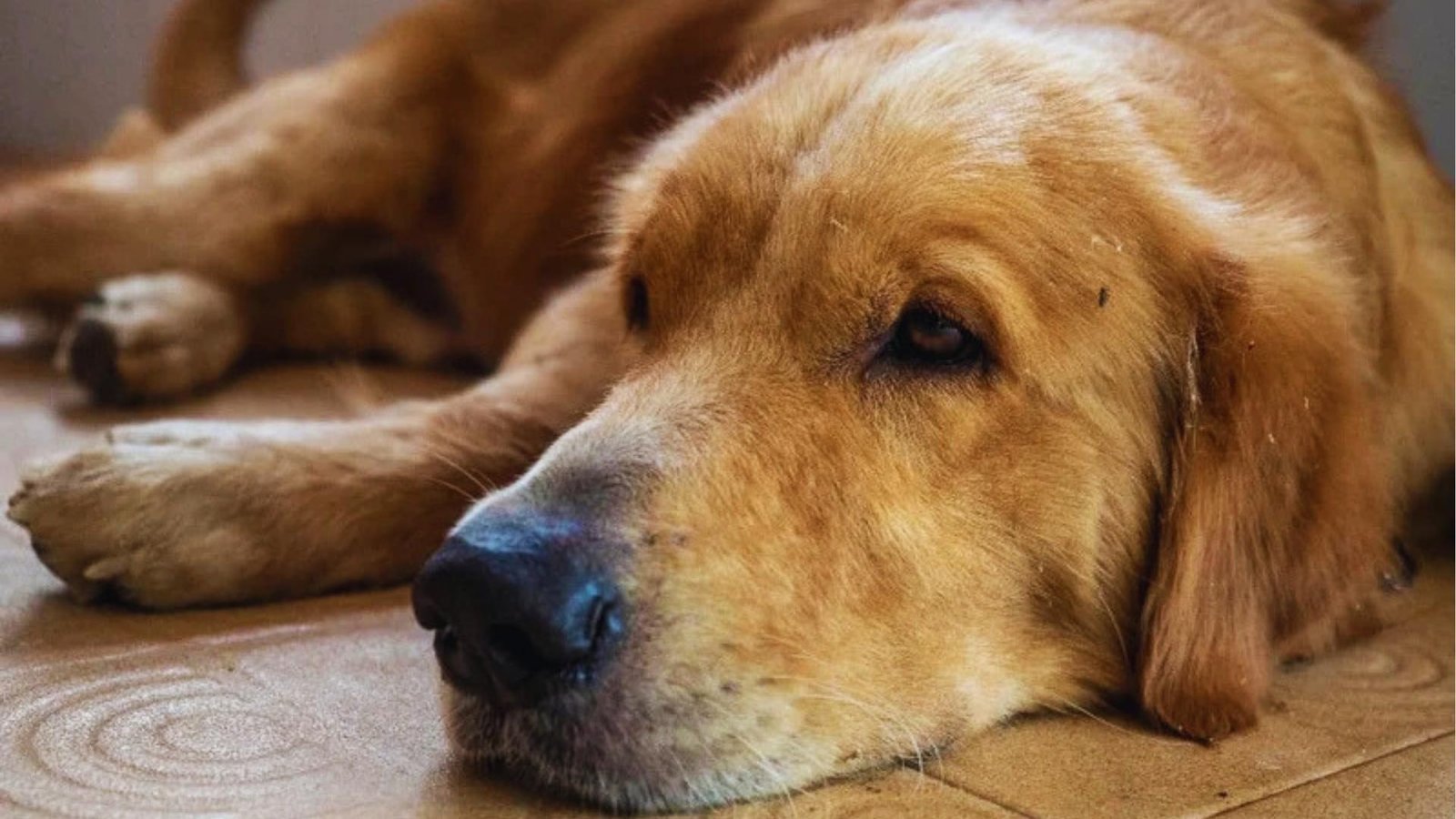 Golden Retriever lies on the tile floor looking lethargic with a small dark mosquito visible on the left side of the muzzle.