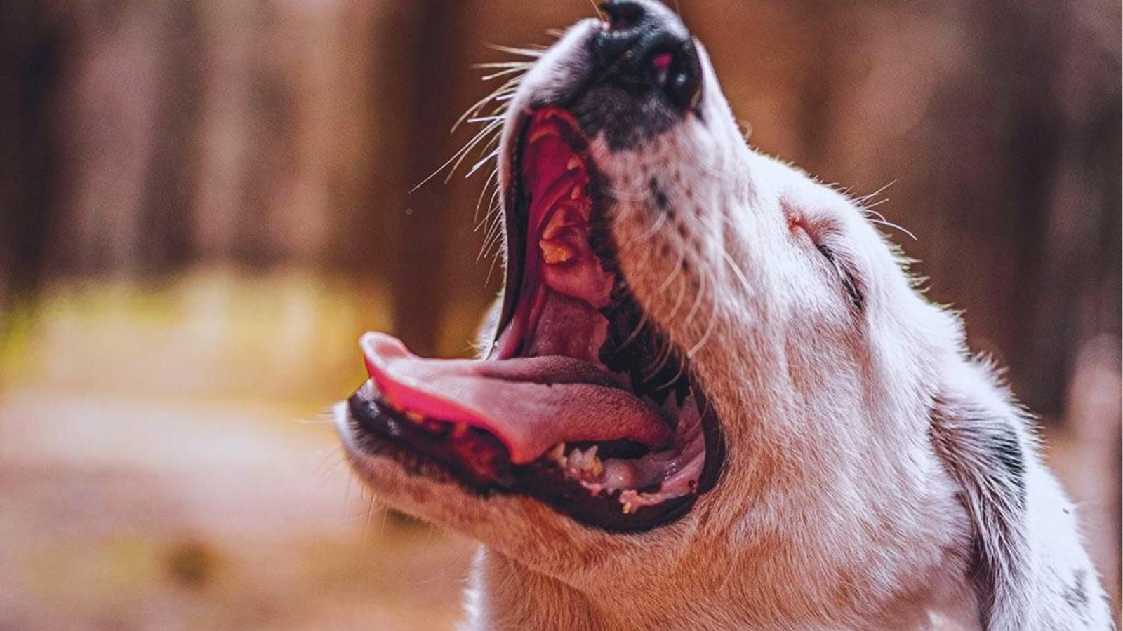White dog yawns widely outdoors showing bright pink tongue and darker pink gums, a normal healthy gum color for contrast.
