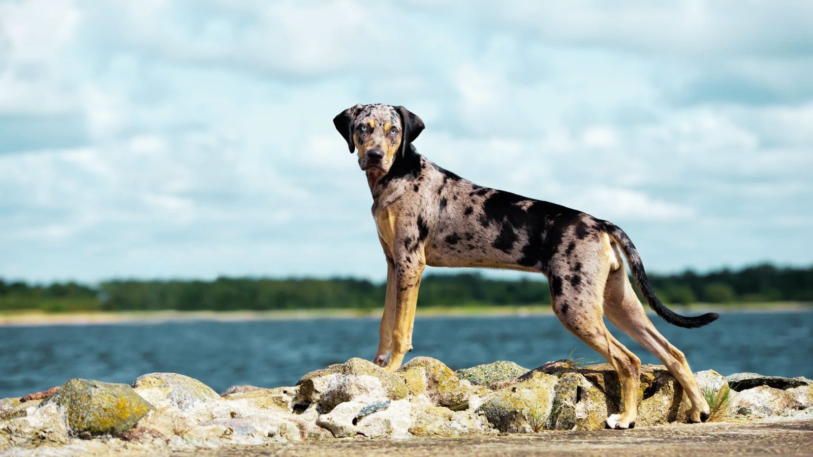 a large size Catahoula dog.