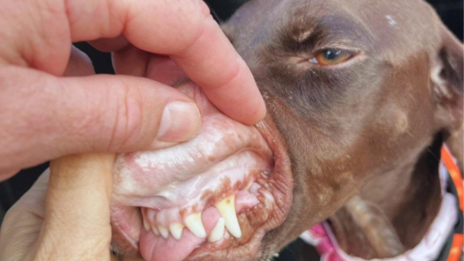 Close-up of hand lifting brown dog's lip to reveal very pale, white gums, a key clinical sign of anemia.
