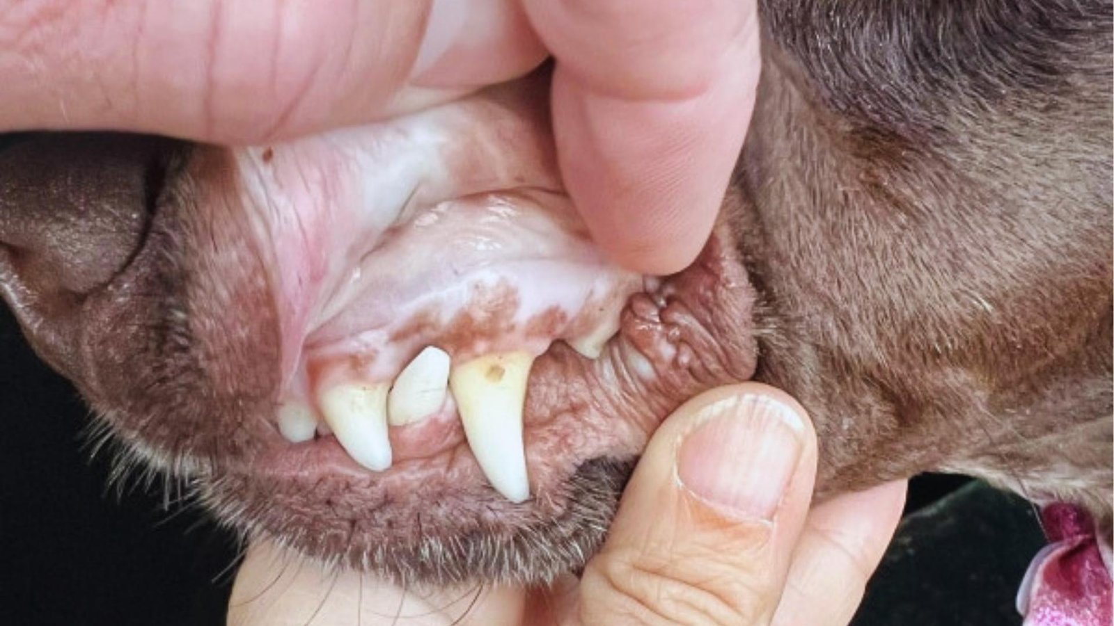 Fingers lift brown dog's lip to expose stark white, bloodless gums above canine teeth, a severe sign of pale gums.