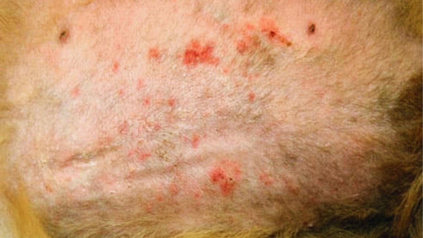 Dog's light-colored abdomen displays scattered red bumps, pimples, and irritated skin typical of pyoderma or allergic dermatitis.