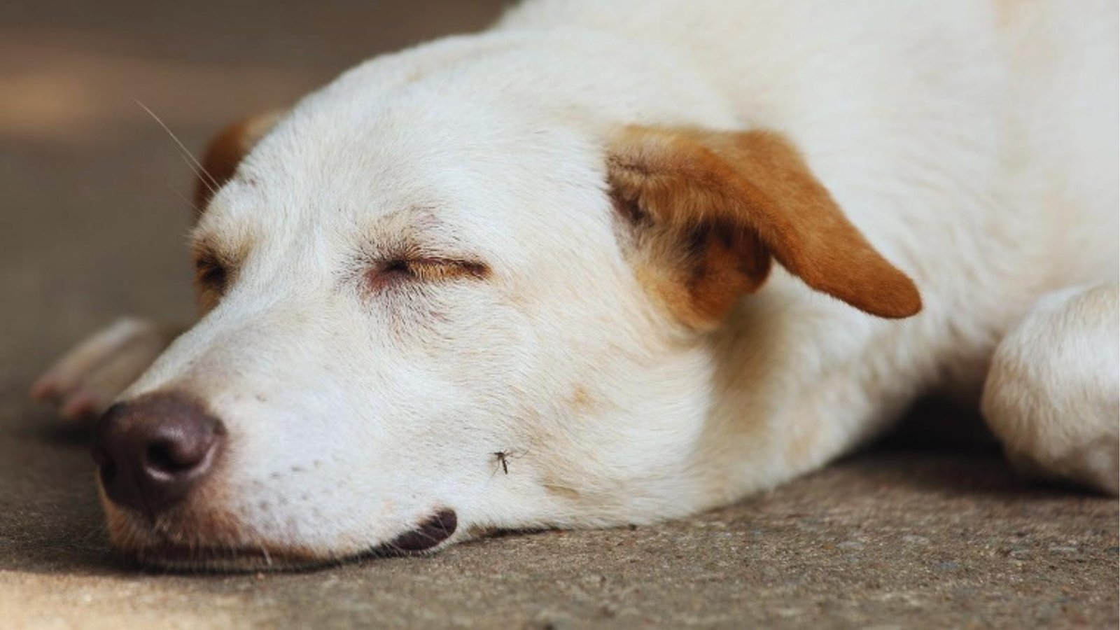 White dog with tan patches lies on ground while mosquito lands on left cheek, eyes half-closed in discomfort.