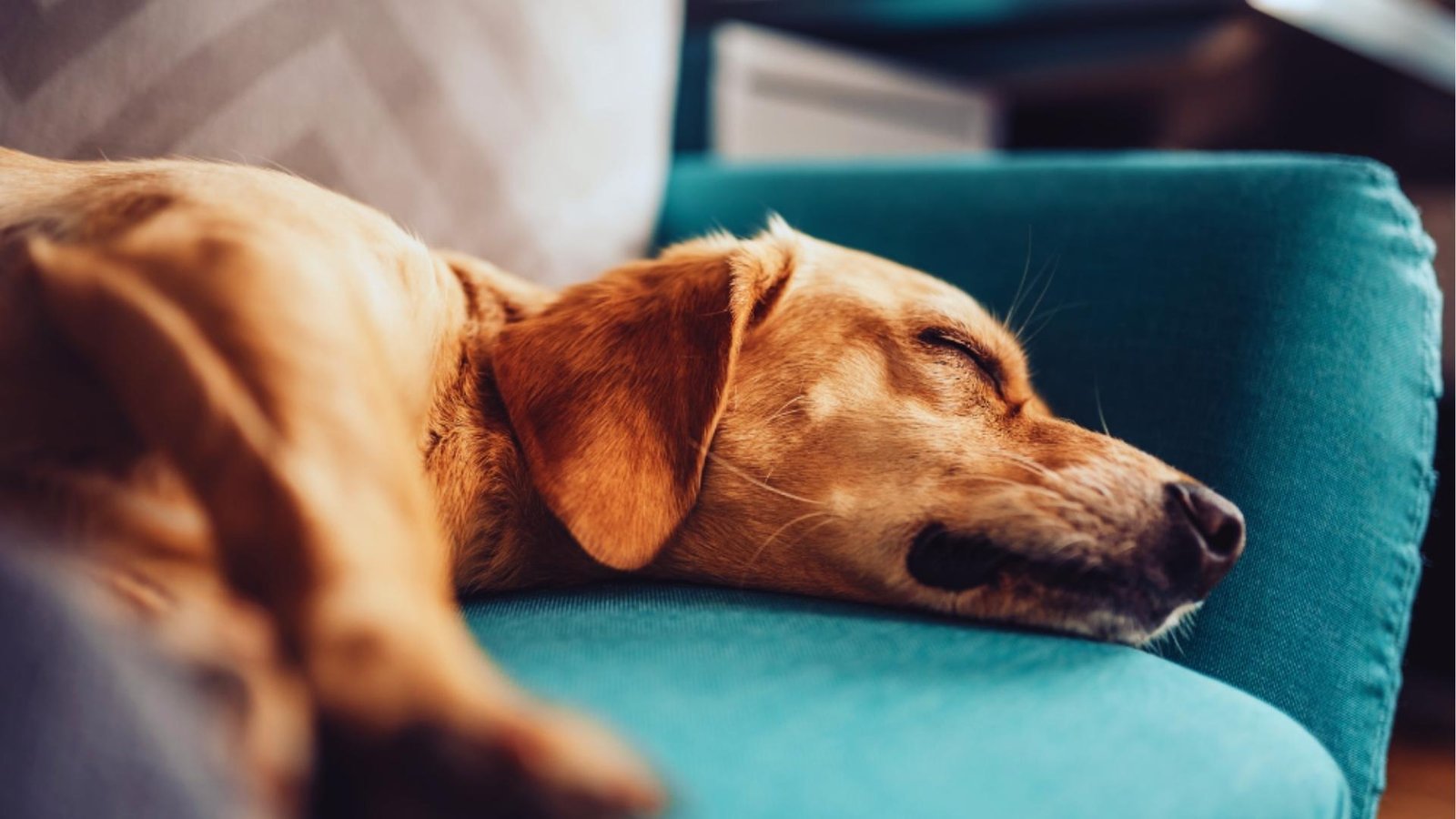 Golden retriever sleeps peacefully on teal couch cushion with eyes closed, appearing lethargic and tired, a common sign of anemia.