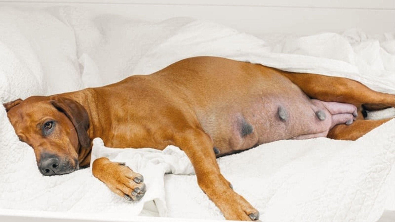 An expectant brown dog lies on a blanket with swollen teats, preparing for whelping soon.