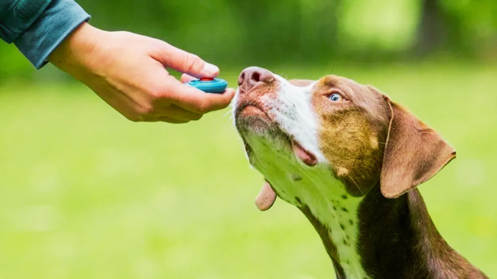 dog playing with the owner.