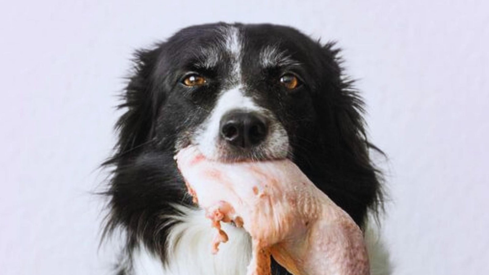 Black and white Border Collie holds large raw turkey leg in mouth against plain white background, looking alert.