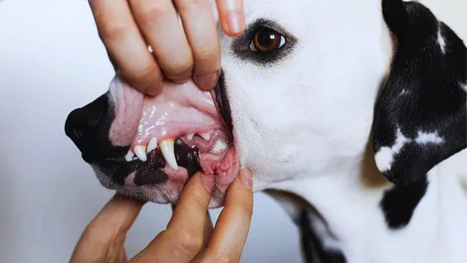 Person lifts white and black dog's lip to reveal pale pink gums above white teeth, checking for signs of anemia.