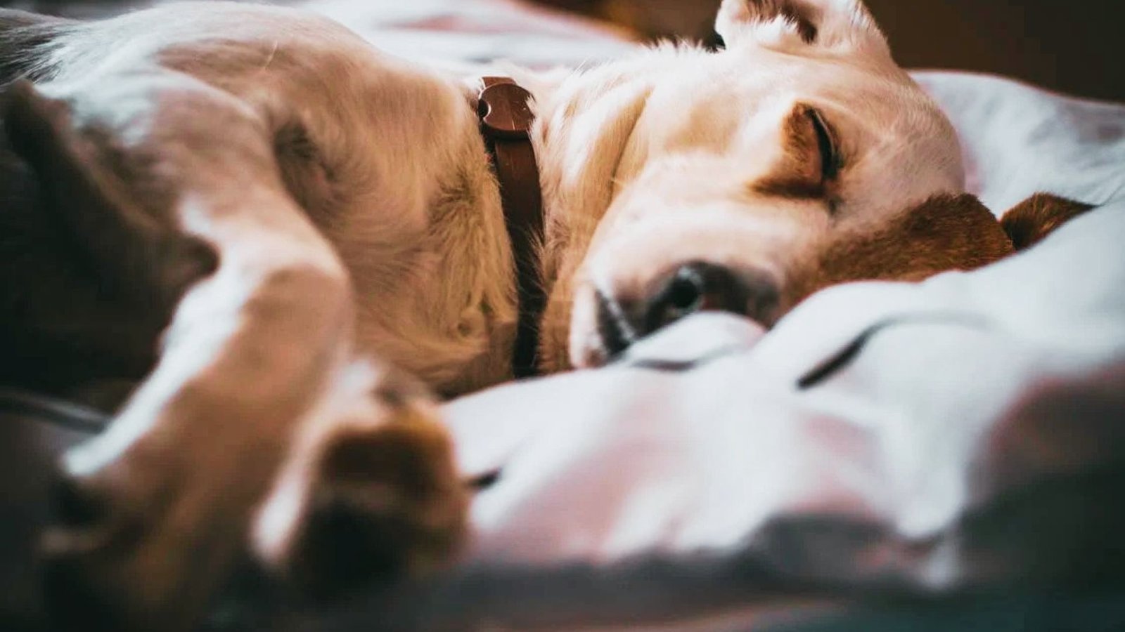 dog sleeping at night.