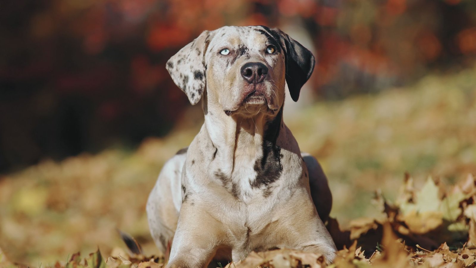 picture of a Catahoula Leopard Dog.