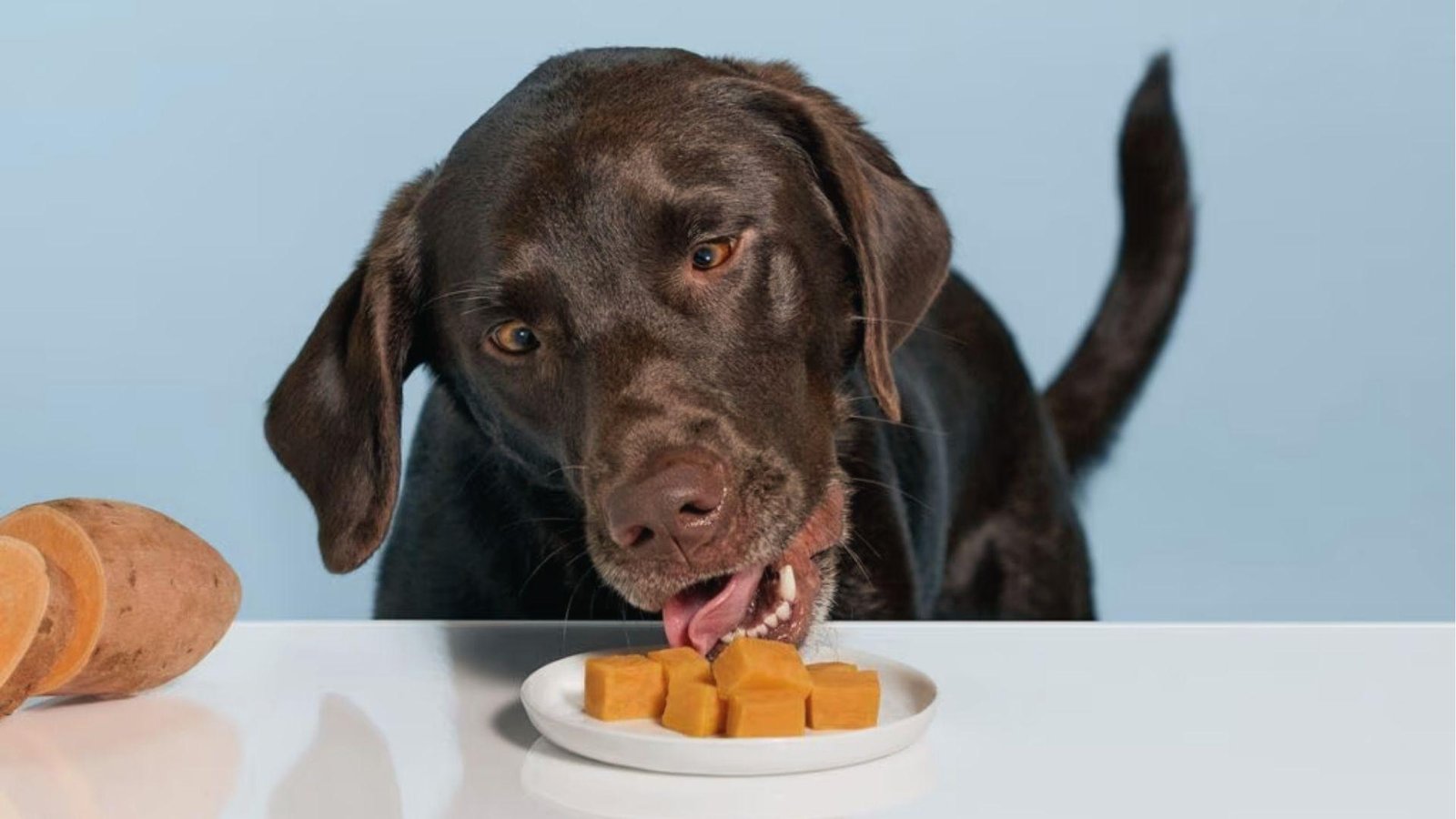 Sweet potato on a plate, a vitamin A rich treat dogs enjoy in moderation.