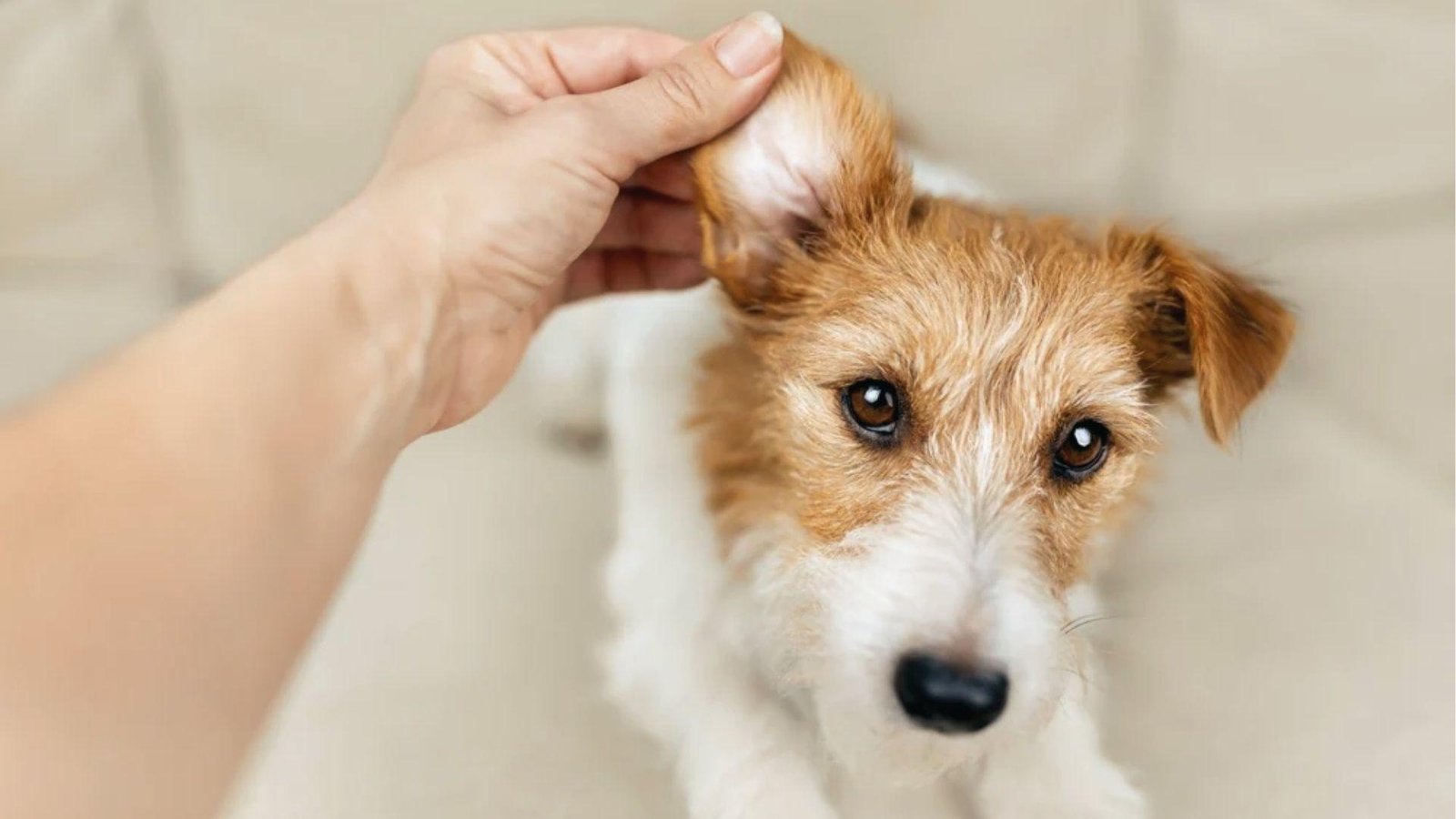The owner gently lifts Jack Russell’s ear to inspect for swelling, pain, or ear infection signs.
