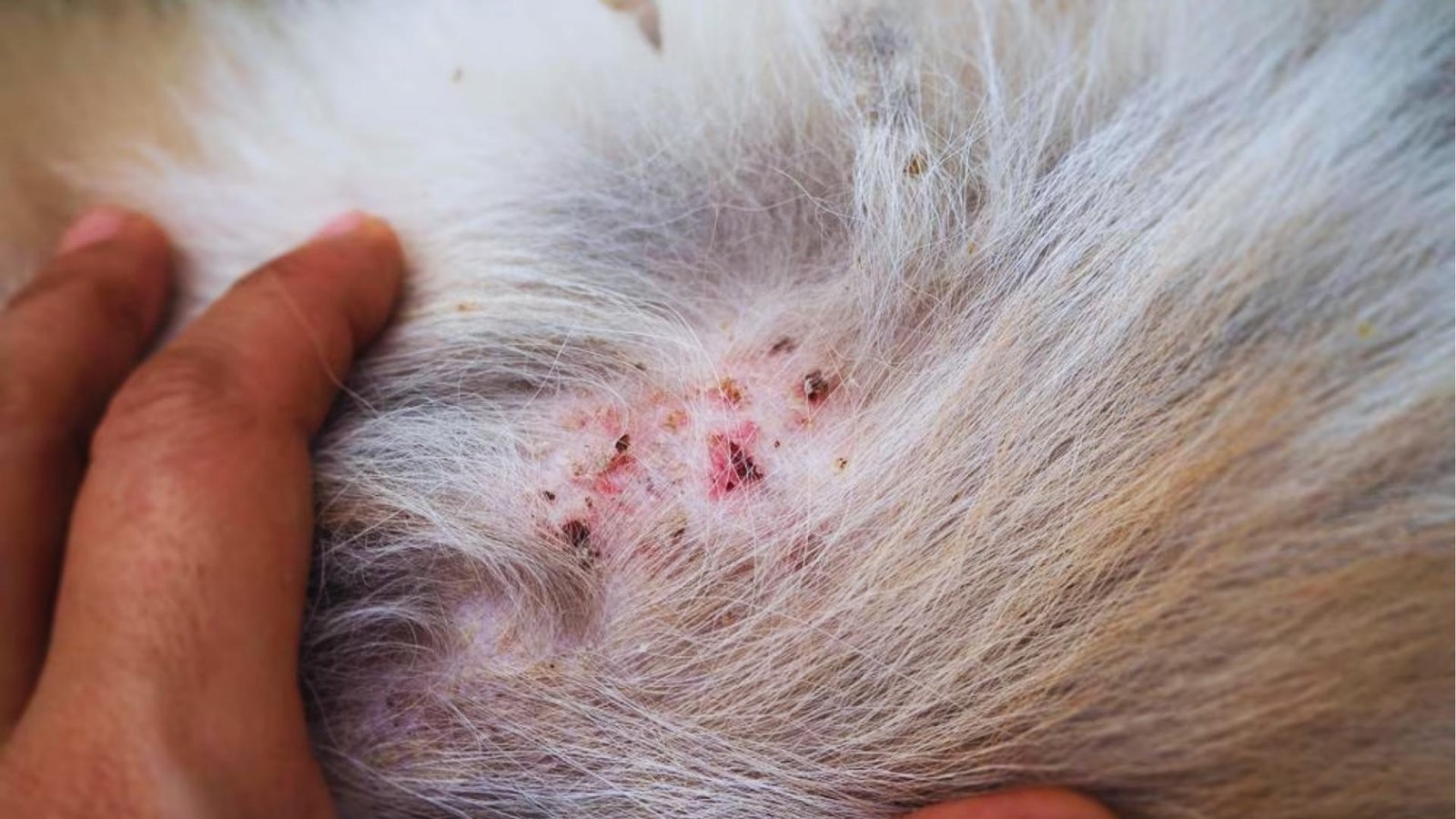 Close-up of dog's white fur parted to reveal red, irritated skin with scabs and hair loss consistent with dermatitis.