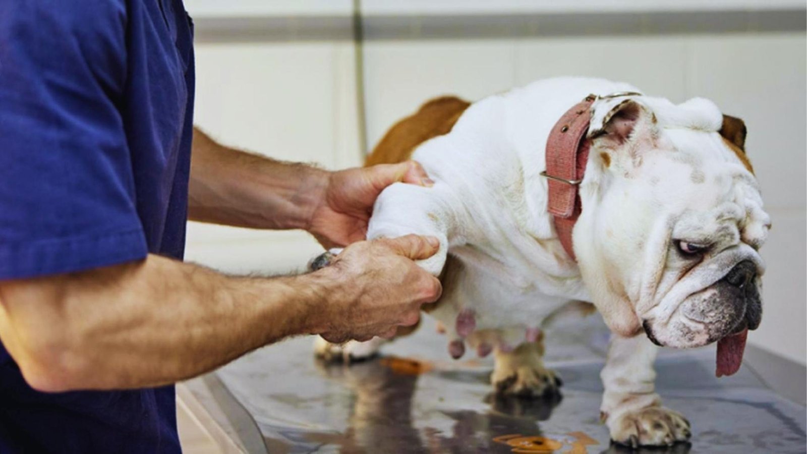 Veterinarian in navy scrubs gently examines white English Bulldog's front leg on steel exam table during arthritis assessment.