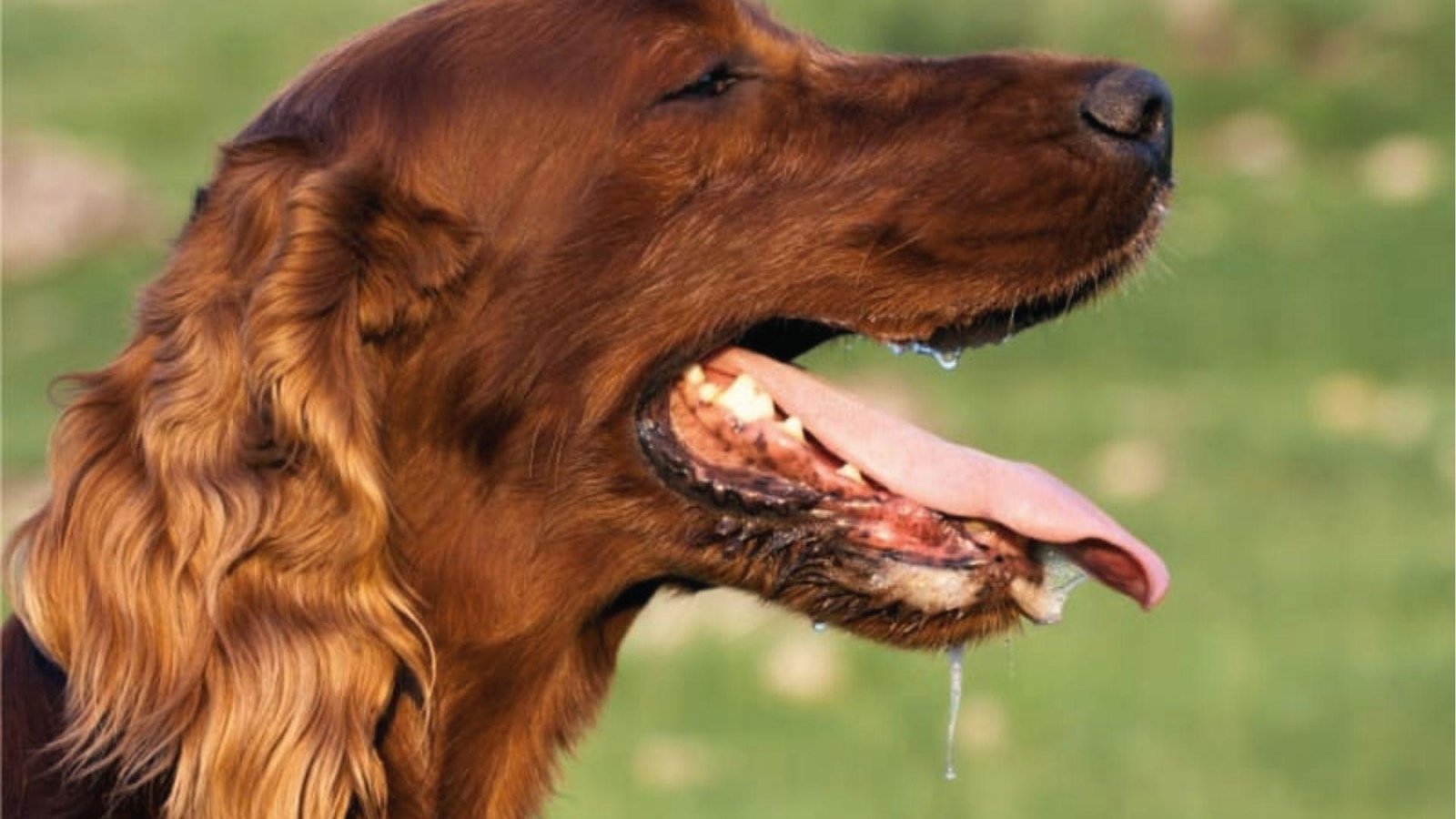 Irish Setter panting with tongue out and drool, heat and exertion can cause dog drooling.