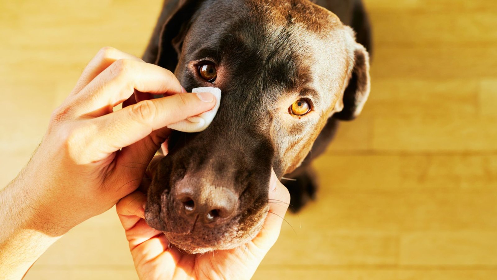 dog owner helping his dog with eye boogers.