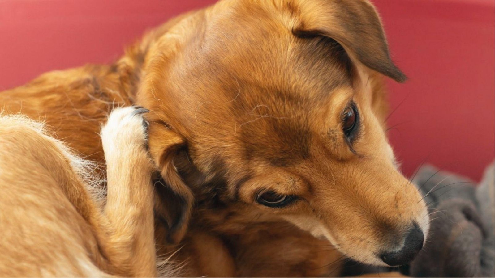 Golden dog lies down scratching red, irritated ear with back paw to relieve constant itch