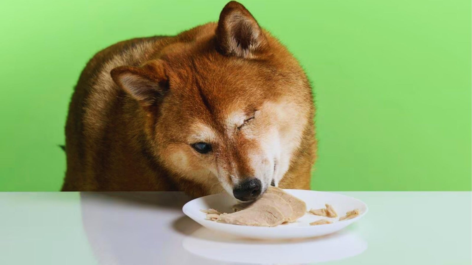 Shiba Inu with one eye closed happily eats shredded turkey breast from white plate against a bright lime green background.