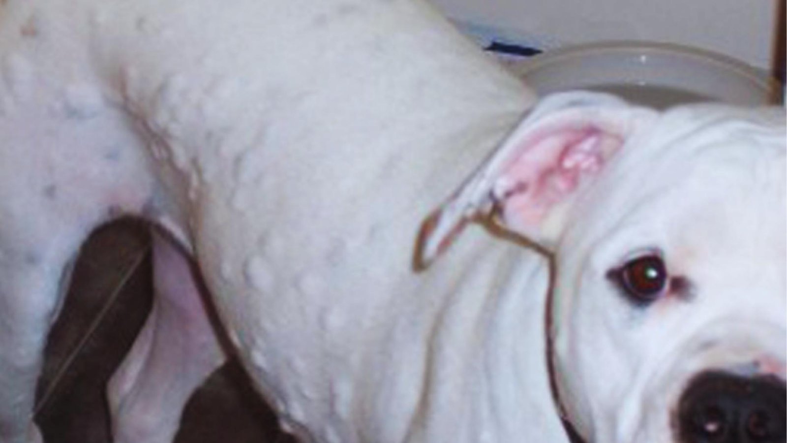White pit bull-type dog shows widespread raised hives and bumps covering body, classic urticaria from allergic reaction.