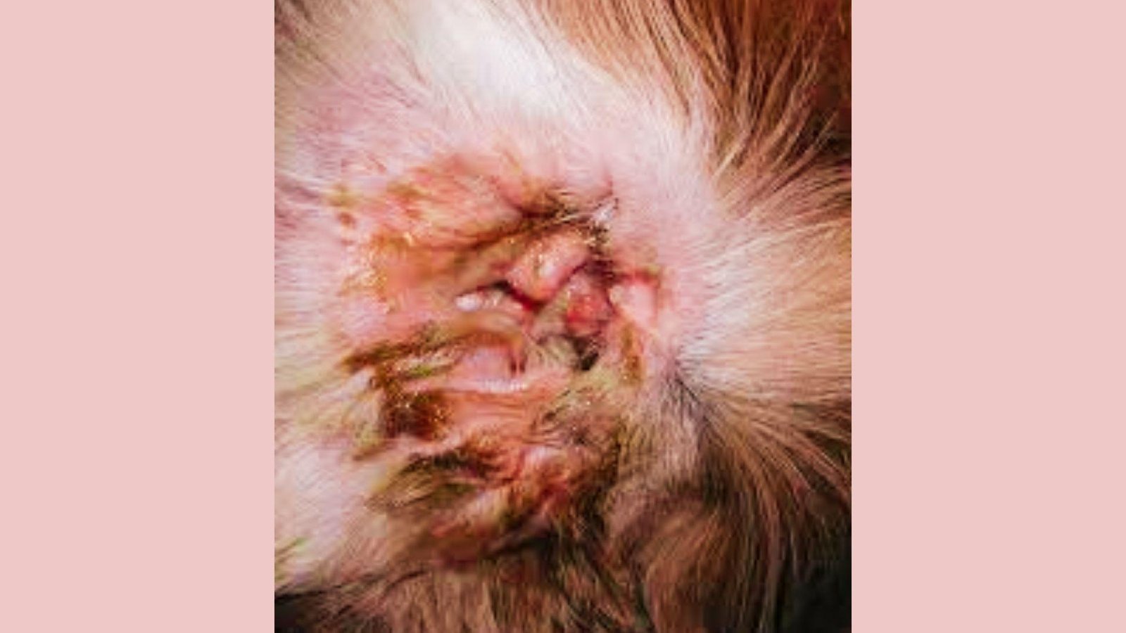Infected dog ear canal with yellow crusty discharge, red inflamed skin, swelling, matted fur, brown debris, painful appearance
