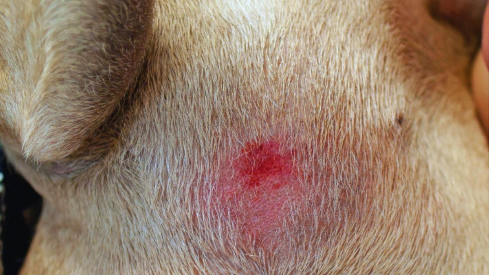 Inflamed red spot on light brown dog's skin with hair loss and irritation visible on hindquarter near tail.