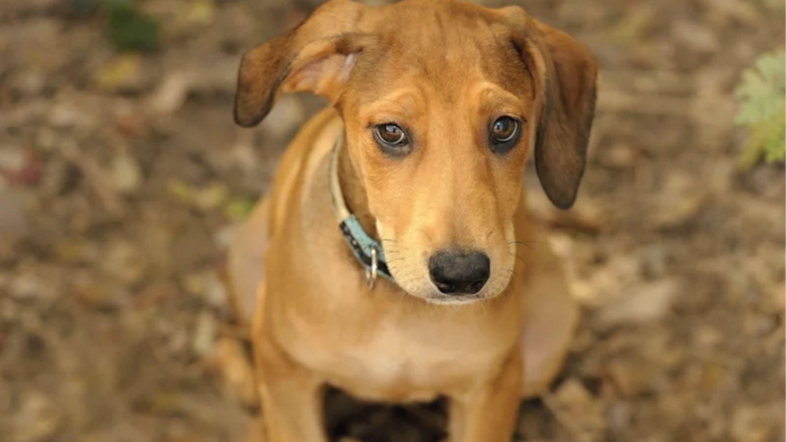 Brown puppy looks up with sad eyes, showing early signs of ear discomfort and head tilting.