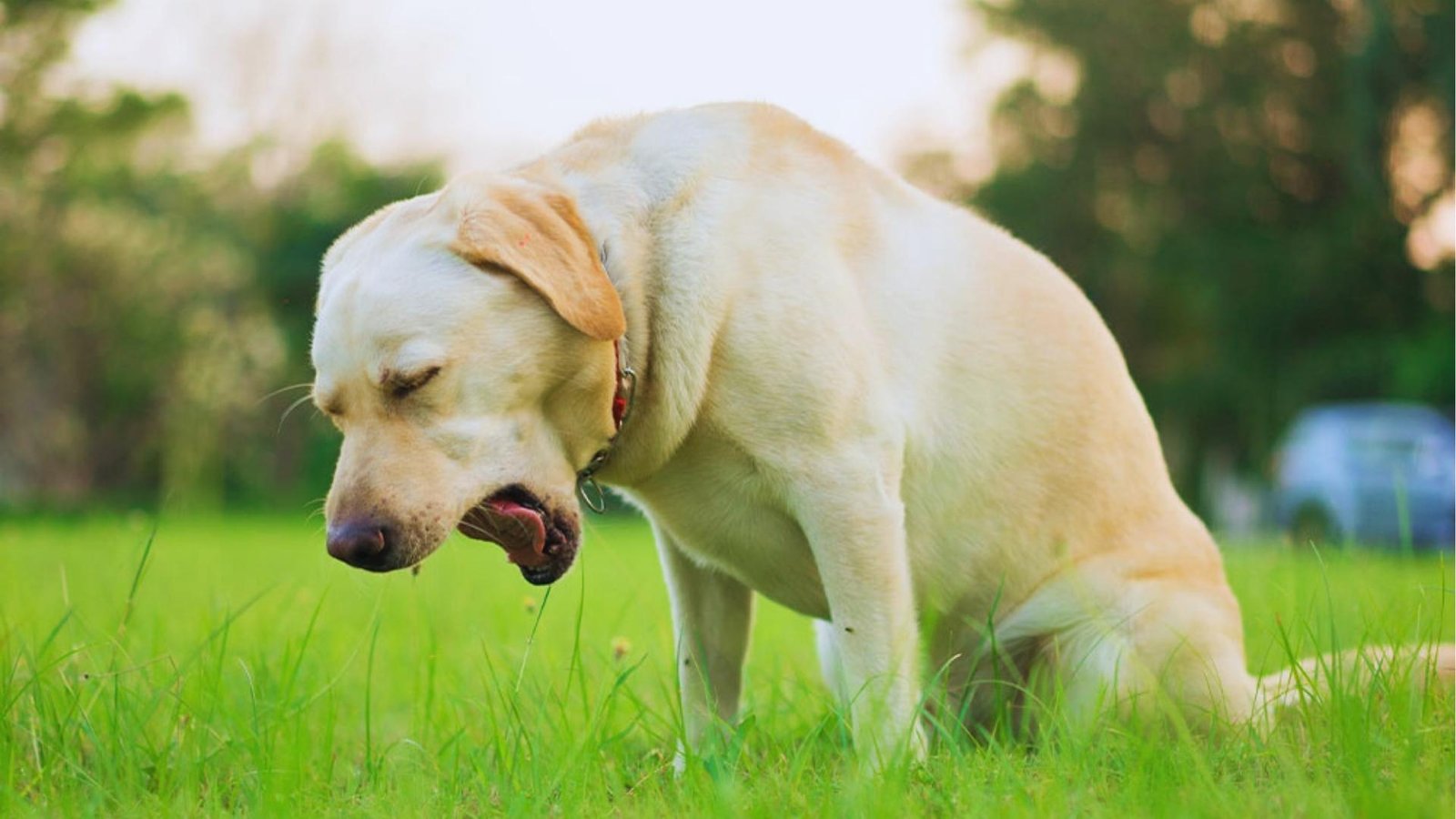 Yellow Labrador sits hunched in grass coughing with mouth open and eyes closed, showing classic posture of respiratory distress.
