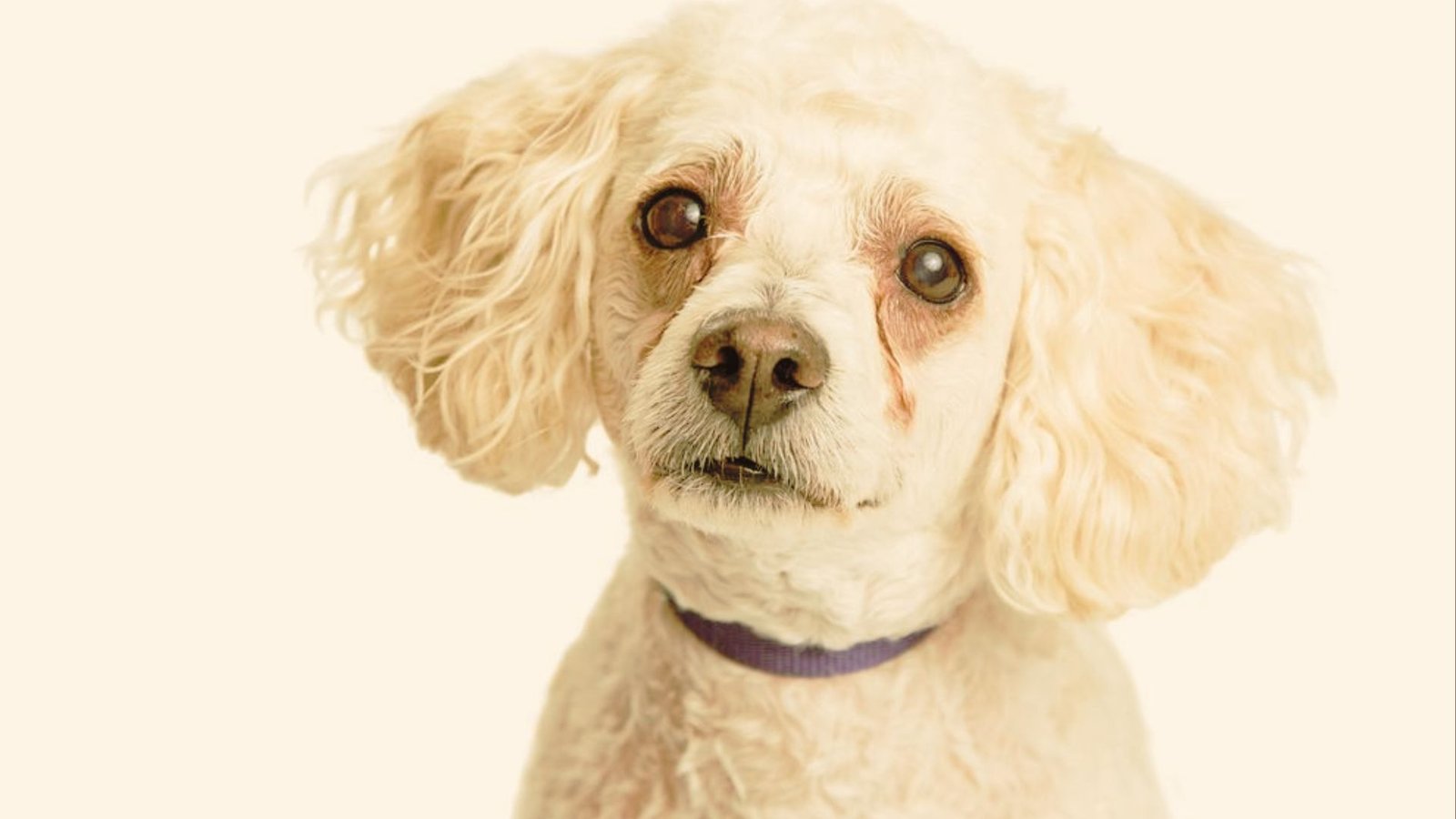 dog having reddish discharge.