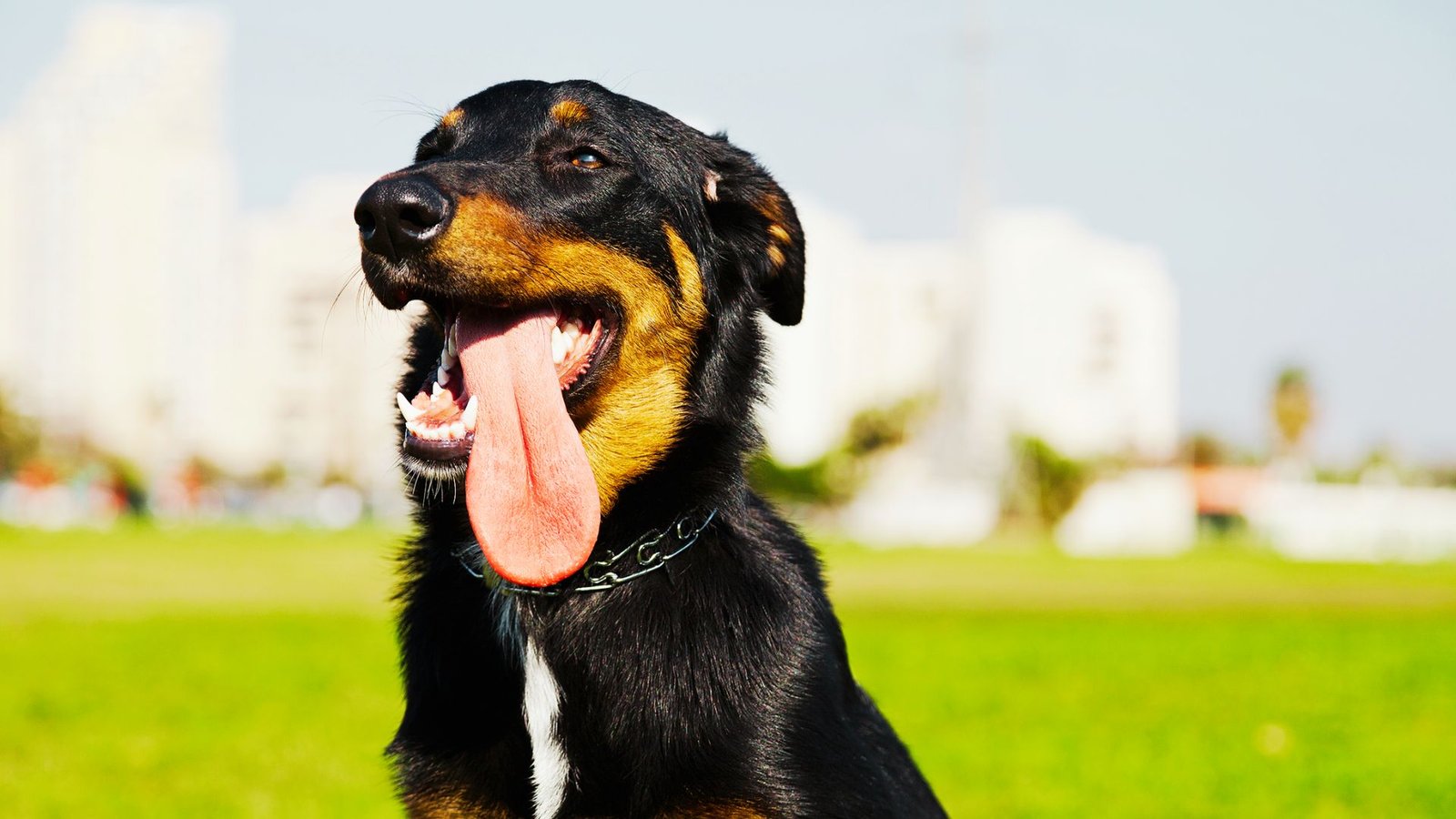 a dog breathing heavily.