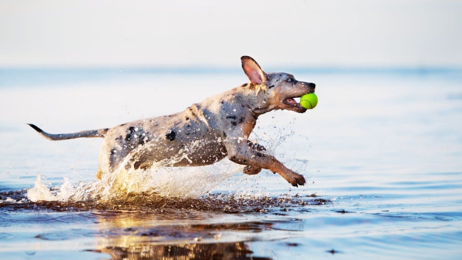 Catahoula Leopard Dog playing in the water.
