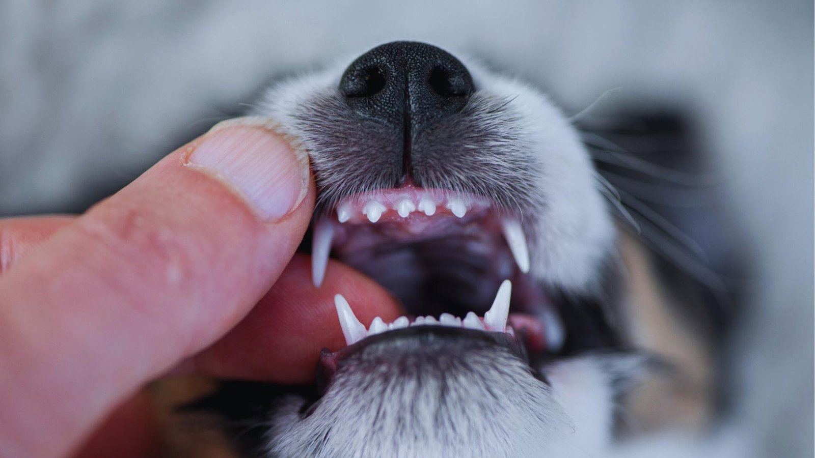 Close-up of black and white dog's nose and mouth held open by fingers, showing sharp white puppy teeth and pink gums.