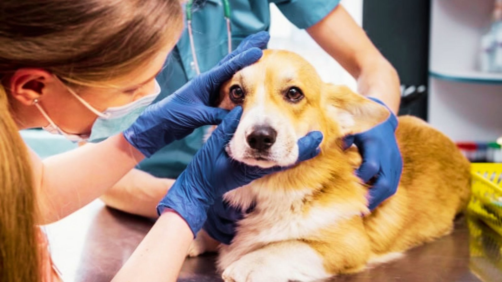 Recurring eye discharge that needs veterinary attention.