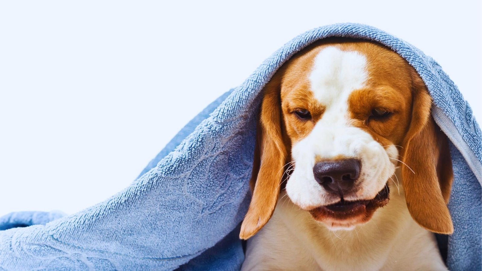 Beagle with blue towel draped over head appears unwell, mouth slightly open as if gagging or coughing against white background.