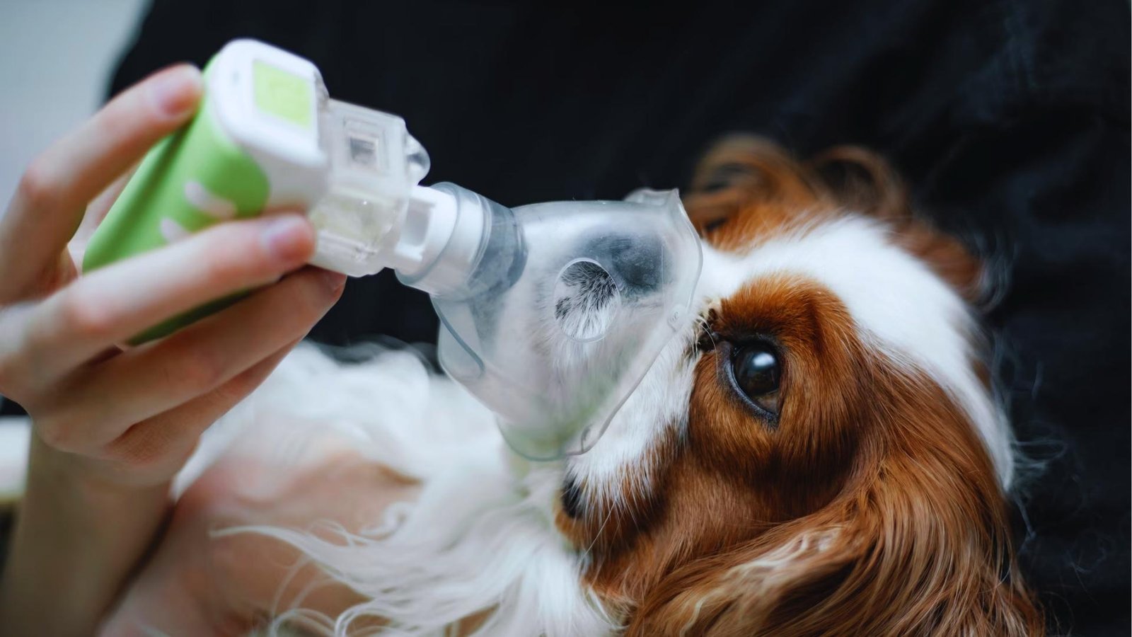Cavalier King Charles Spaniel lies calmly while receiving nebulizer treatment through a clear face mask held by hand for respiratory care.