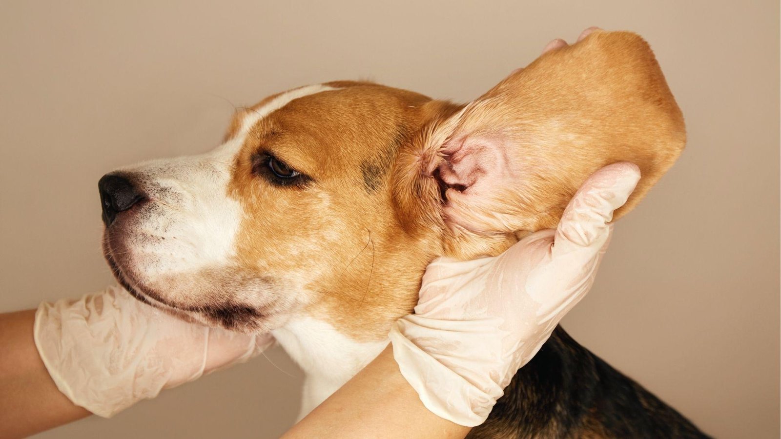 Close-up of Beagle’s puffy ear held by vet, likely showing aural hematoma from head shaking.