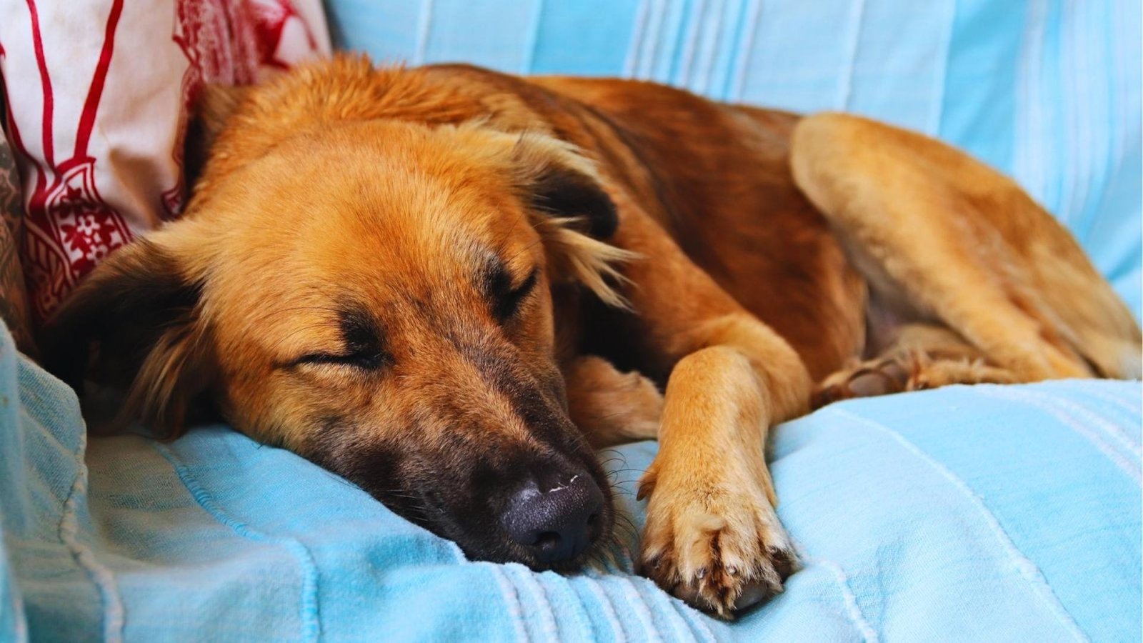 Brown dog sleeps on blue blanket with head resting down, showing extreme lethargy and weakness often linked to anemia.