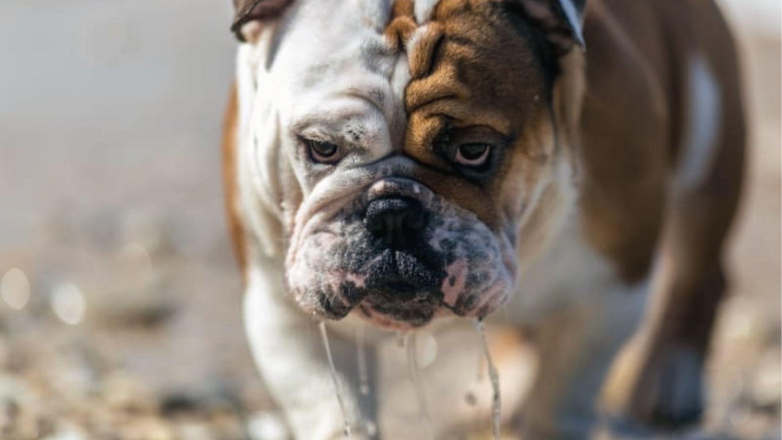 Bulldog with drool dripping from jowls on gravel, common in breeds prone to heavy drooling.