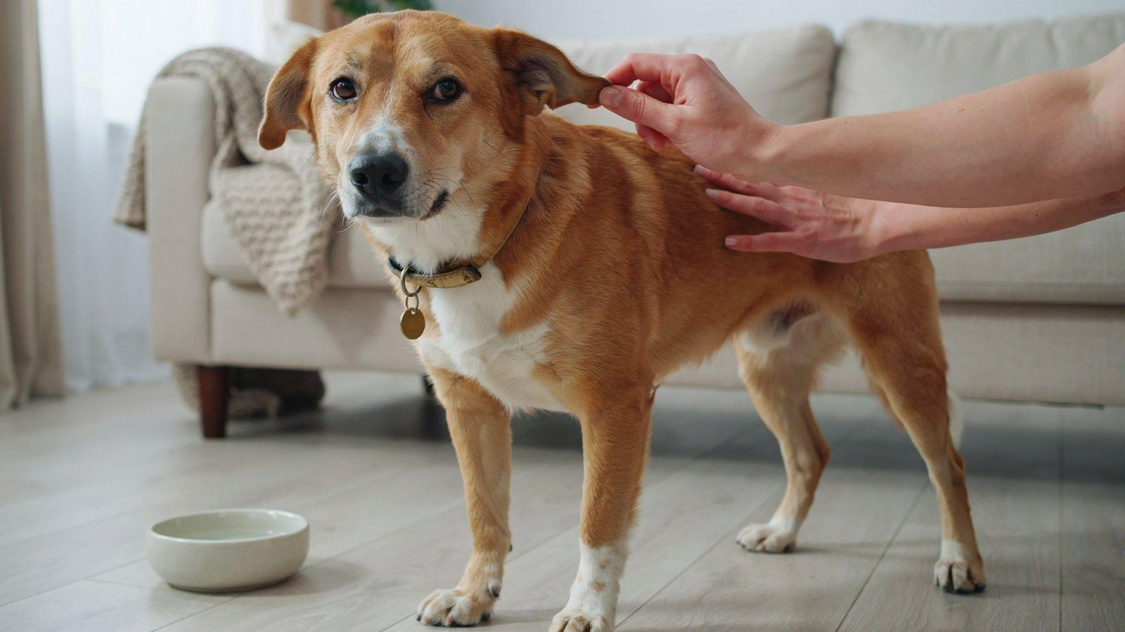"Pet owner performing skin turgor test on dog’s neck skin to check dehydration levels"