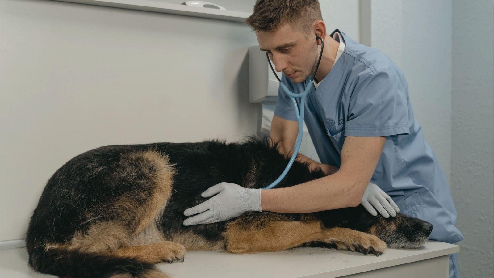 The vet checks the German Shepherd’s abdomen with a stethoscope during a routine pregnancy exam at the clinic.