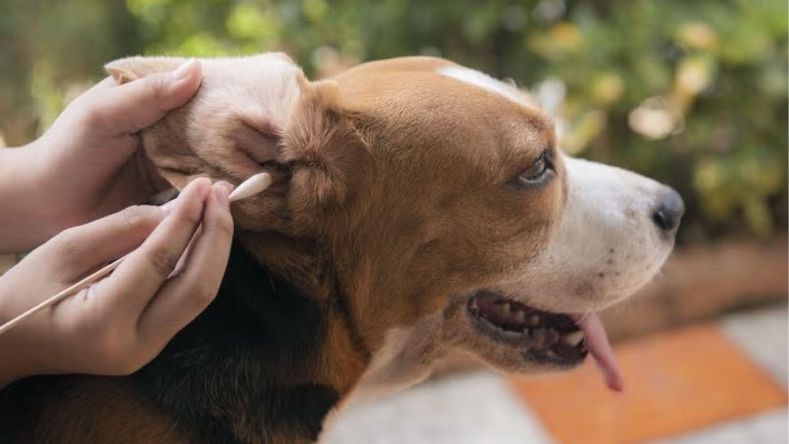 The owner cleans Beagle’s irritated ear with cotton swab, checking for wax buildup or mites.