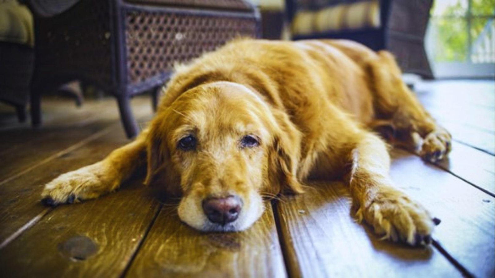 Senior golden retriever with graying muzzle lies flat on wooden floor, eyes sad and tired, showing lethargy from arthritis pain.